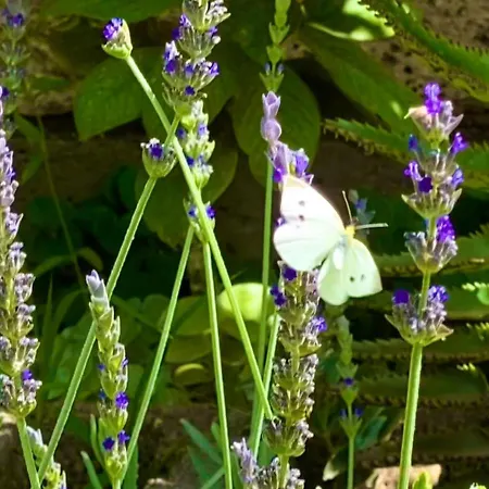 Macaronesia Spa, Sauna Y Piscina By Deihu Experiences Appartement *