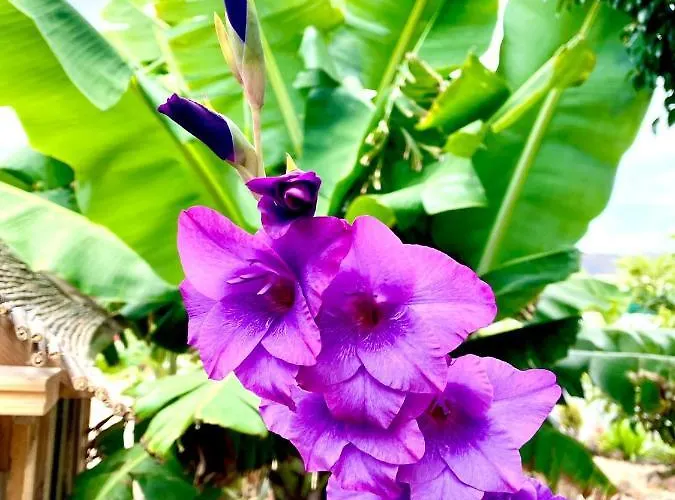 아파트 Macaronesia Spa, Sauna Y Piscina By Deihu Experiences *