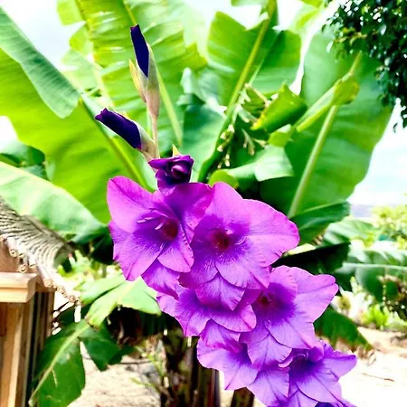 Apartamento Macaronesia Spa, Sauna Y Piscina *